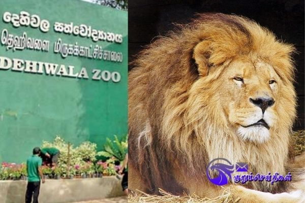 Dehiwala zoo lion was infected with Covid19