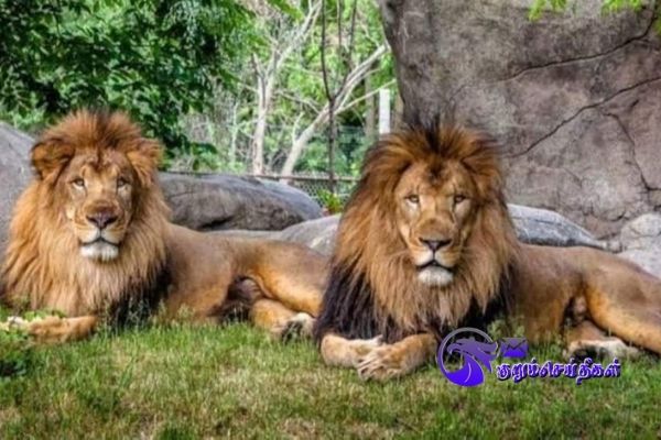 New deadly virus that threatens Vandalur lions
